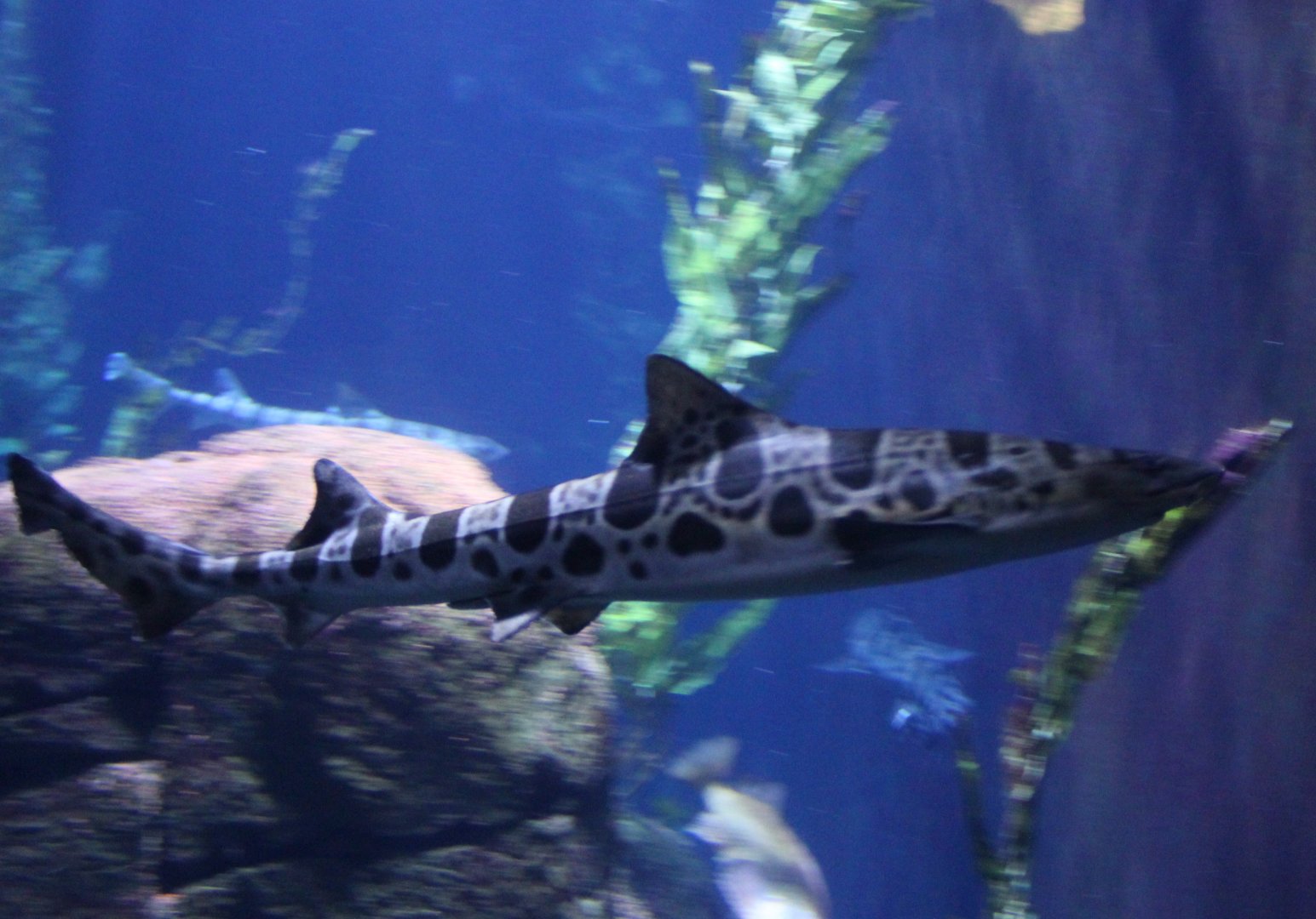 Leopard shark - Triakis semifasciata
