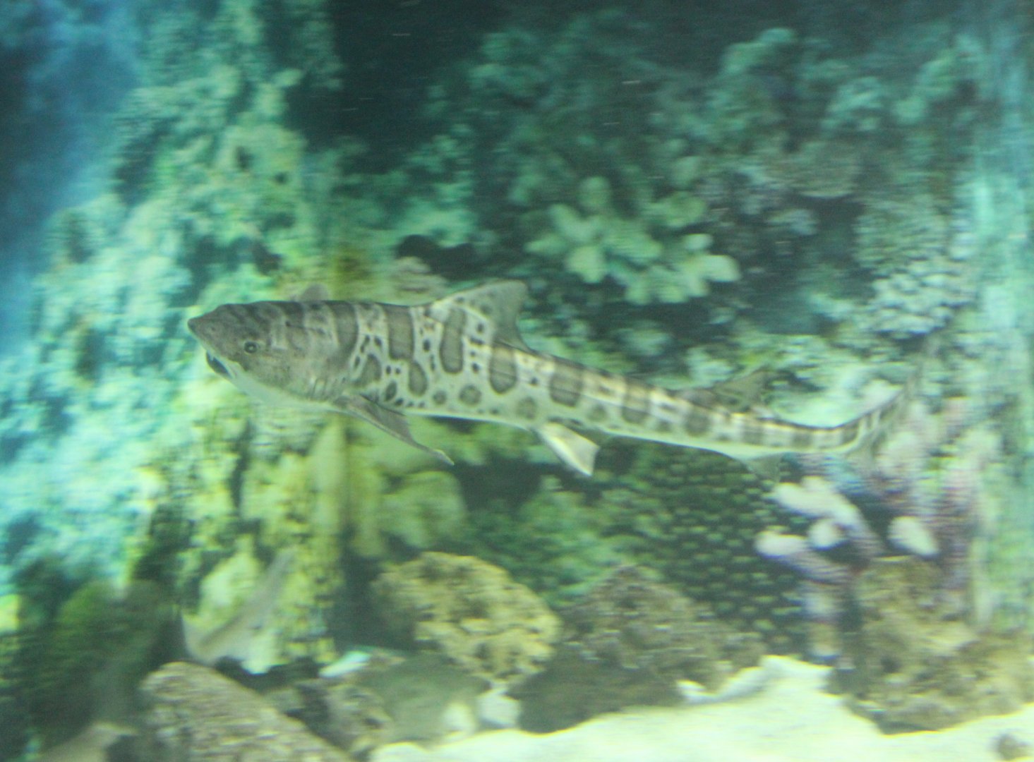 Leopard shark - Triakis semifasciata