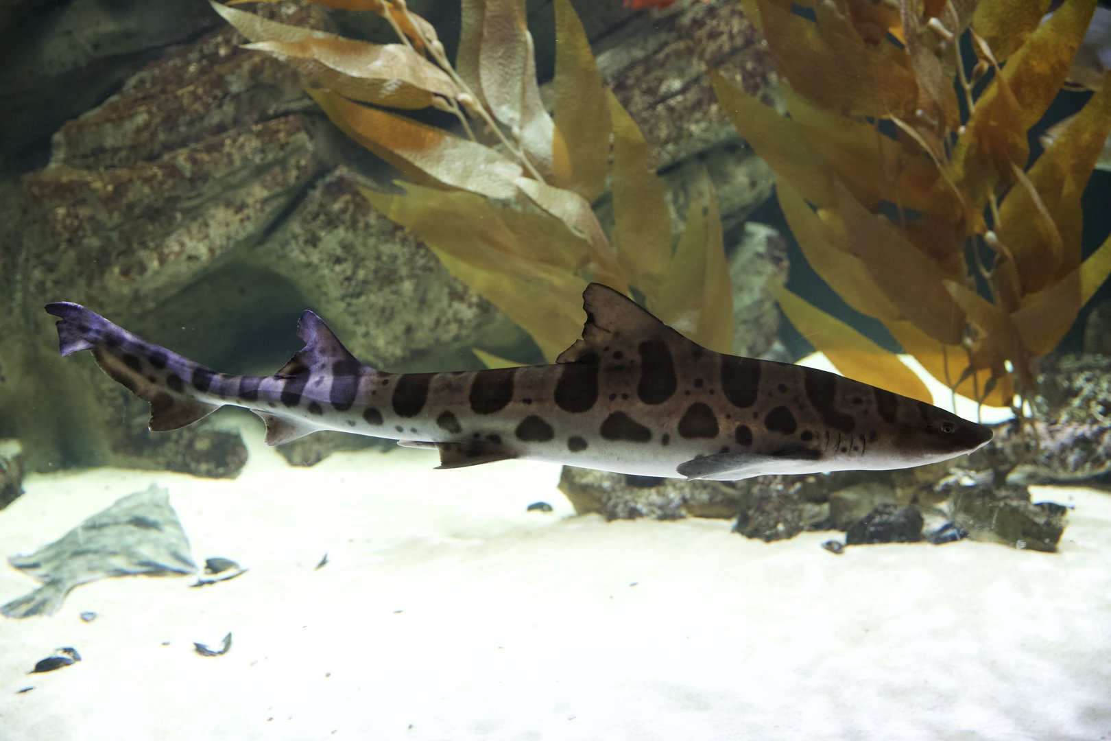 Leopard Shark/ Triakis semifasciata