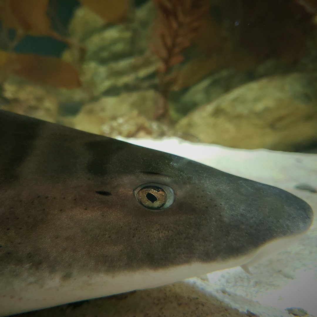 Leopard Shark (Triakis semifasciata)