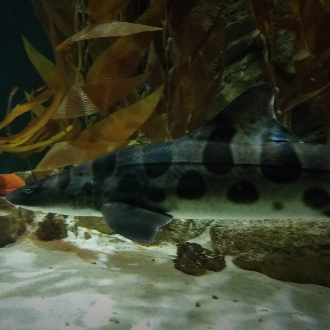 Leopard Shark (Triakis semifasciata)