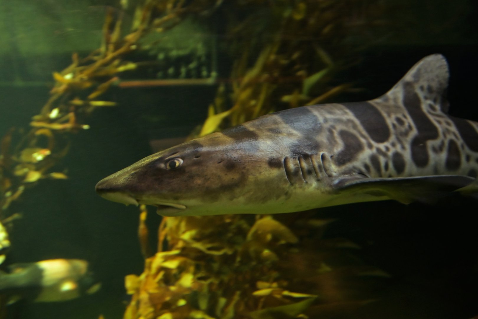 Leopard shark (Triakis semifasciata)