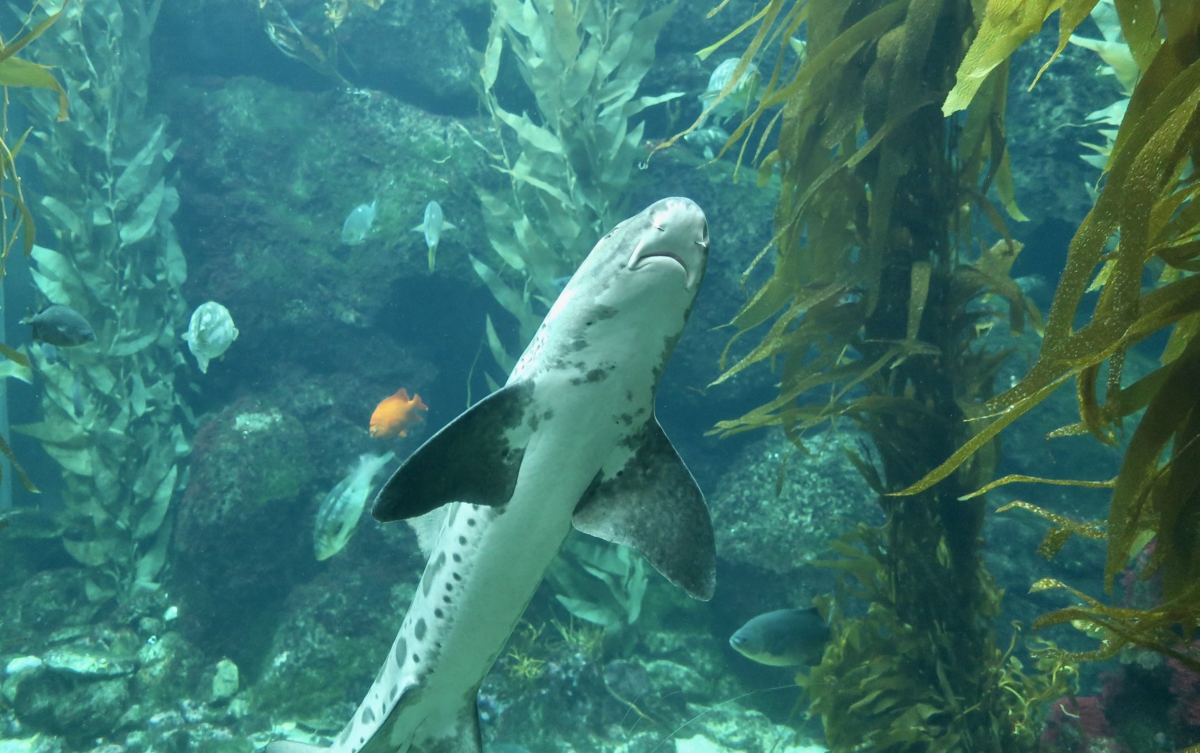 Leopard Shark (Triakis semifasciata)