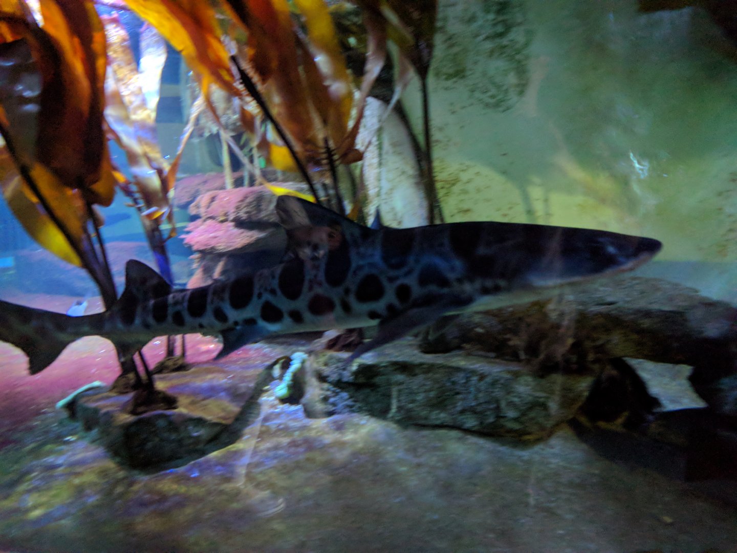 Leopard Shark Wilhelma 2019