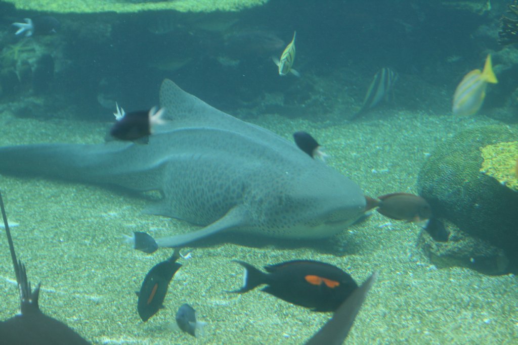 Leopard Shark