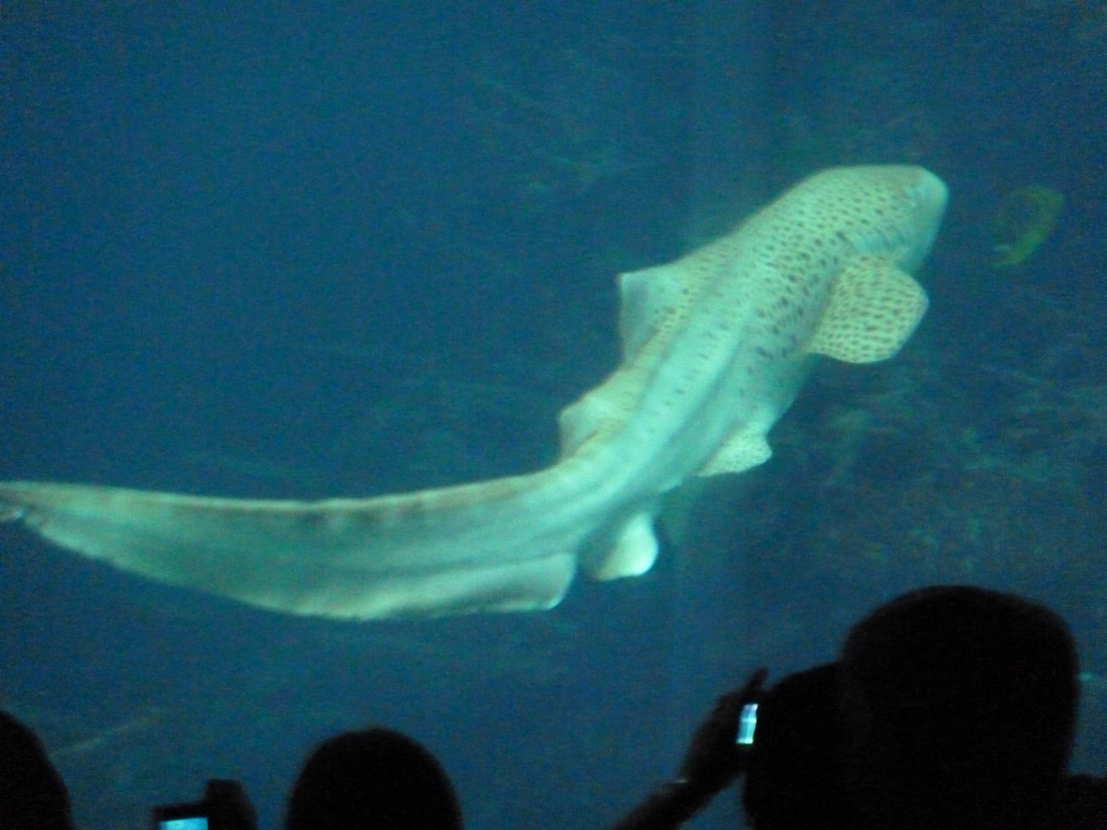 Leopard shark