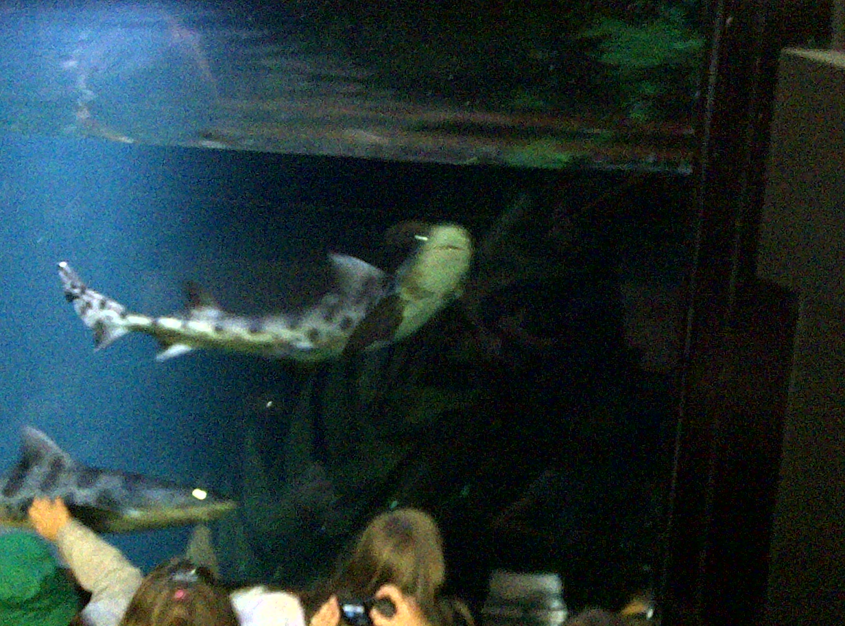 Leopard Shark