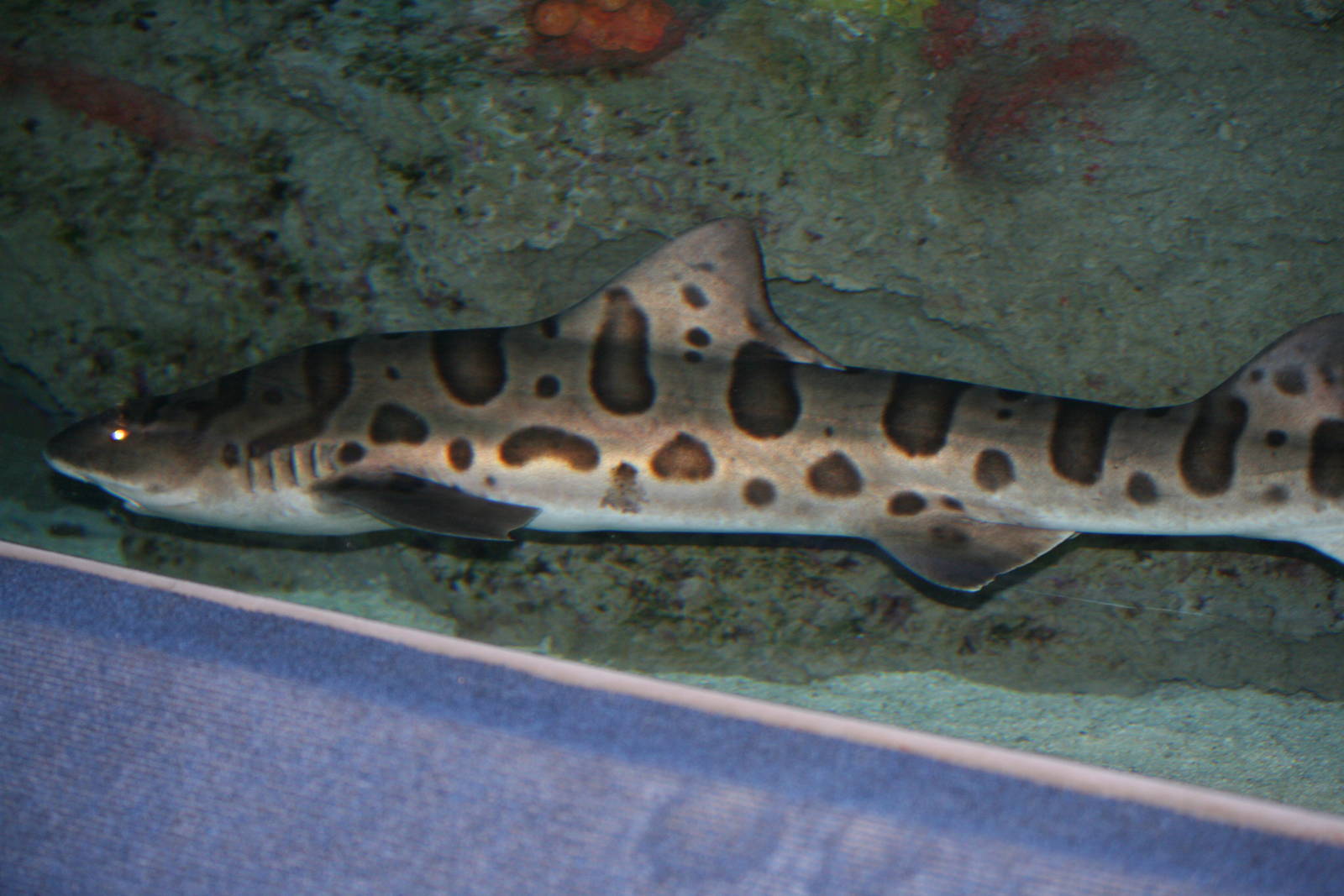 Leopard Shark