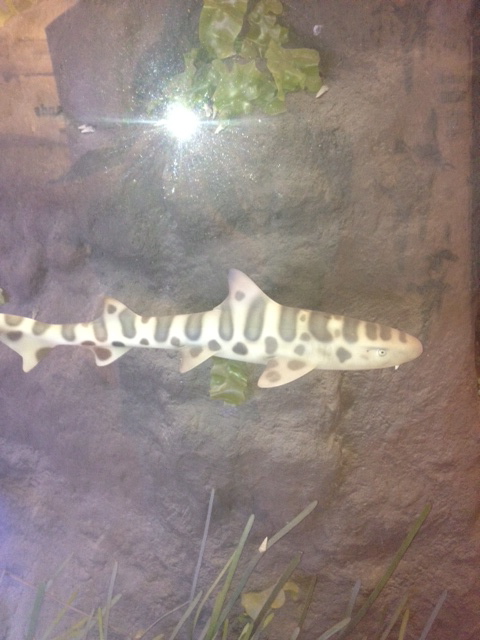Leopard shark
