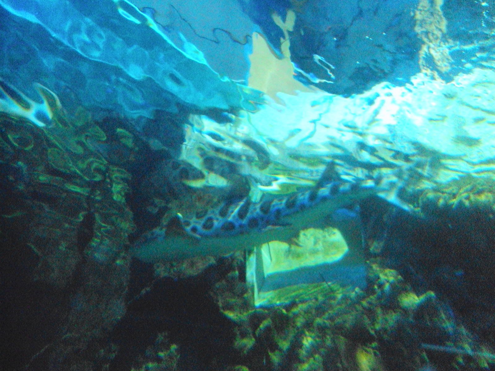 Leopard Shark