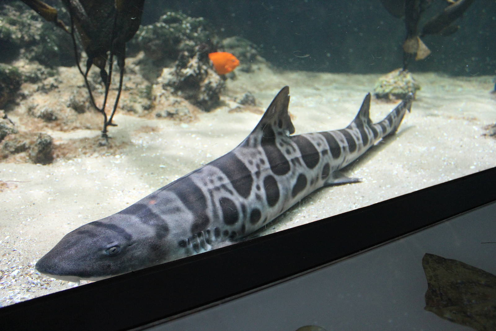 Leopard shark