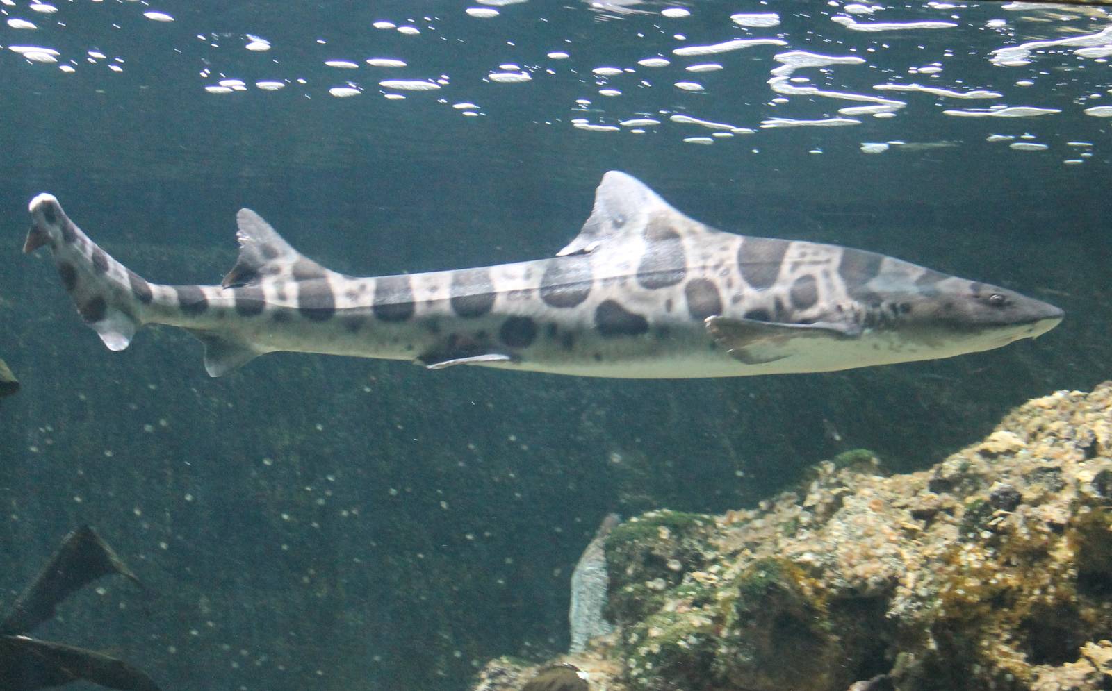 Leopard shark