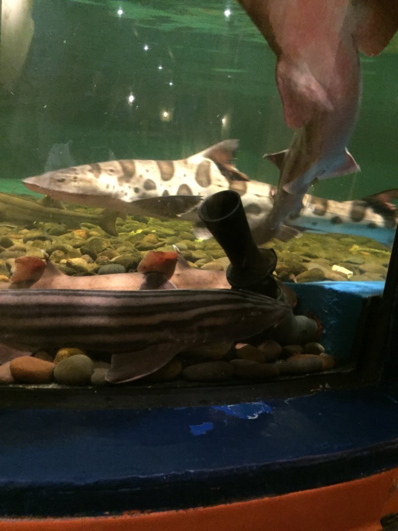 Leopard Shark