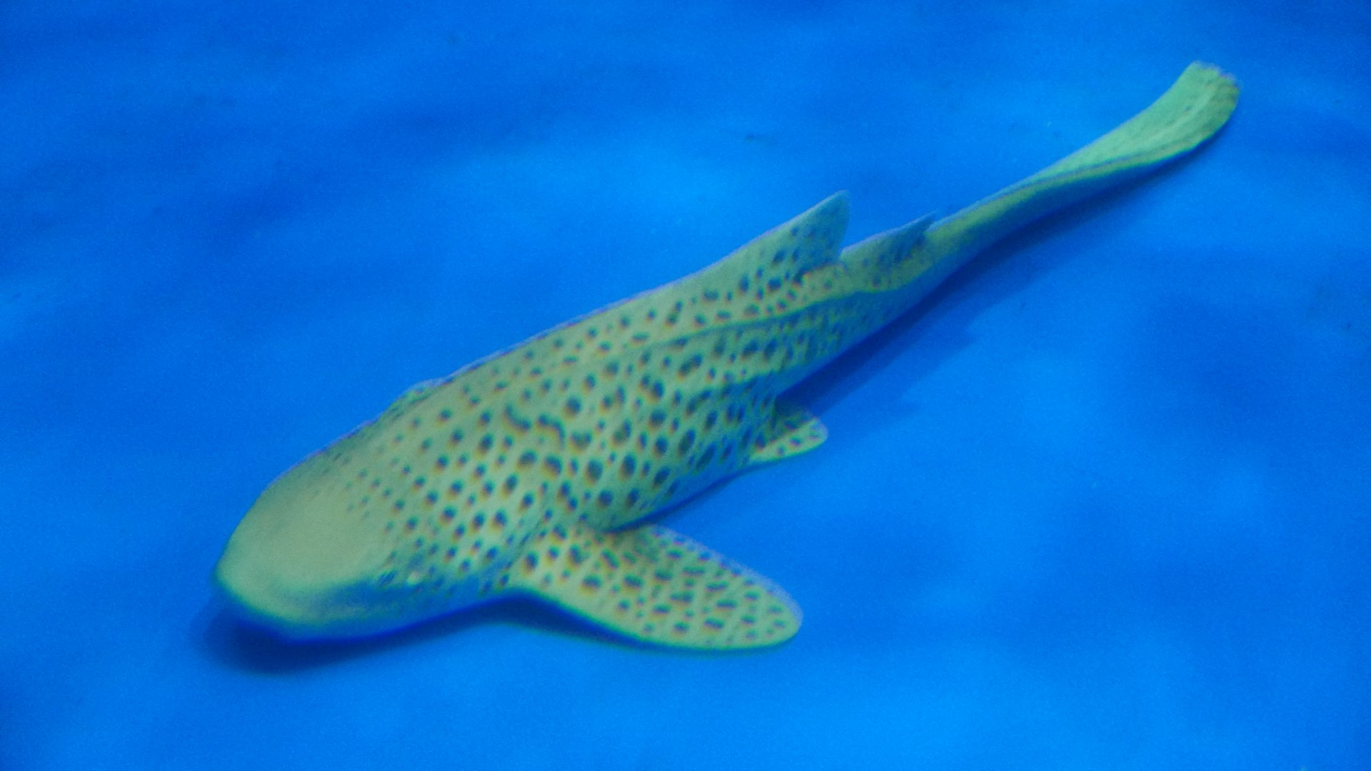 Leopard Shark