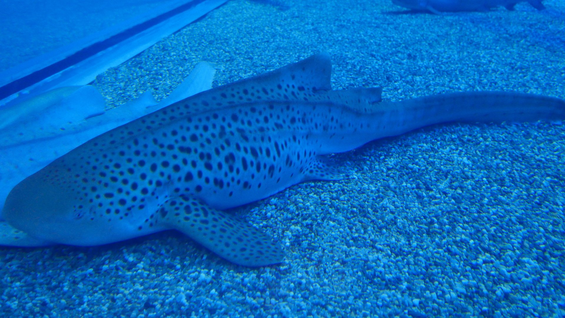 Leopard Shark