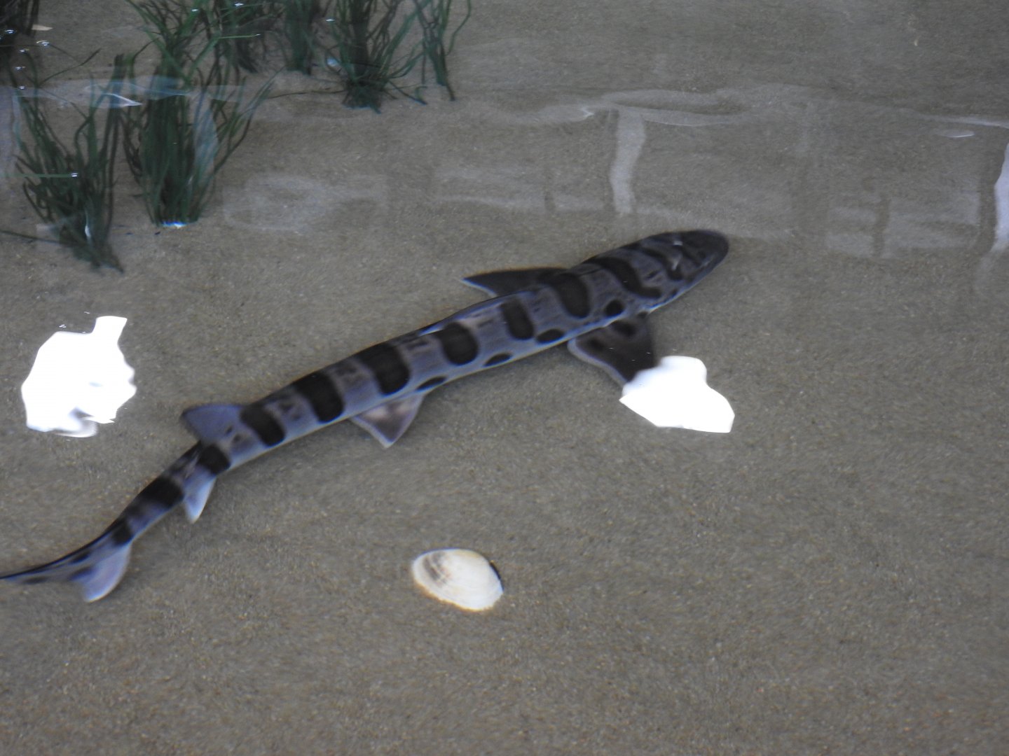 Leopard Shark