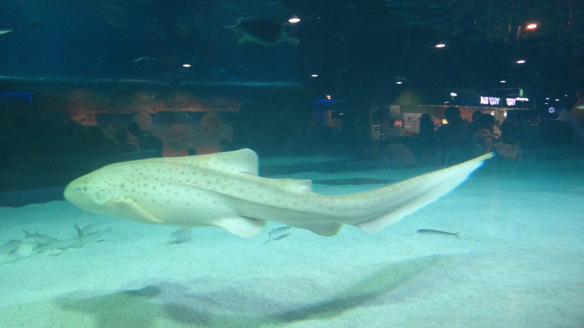 Leopard Shark