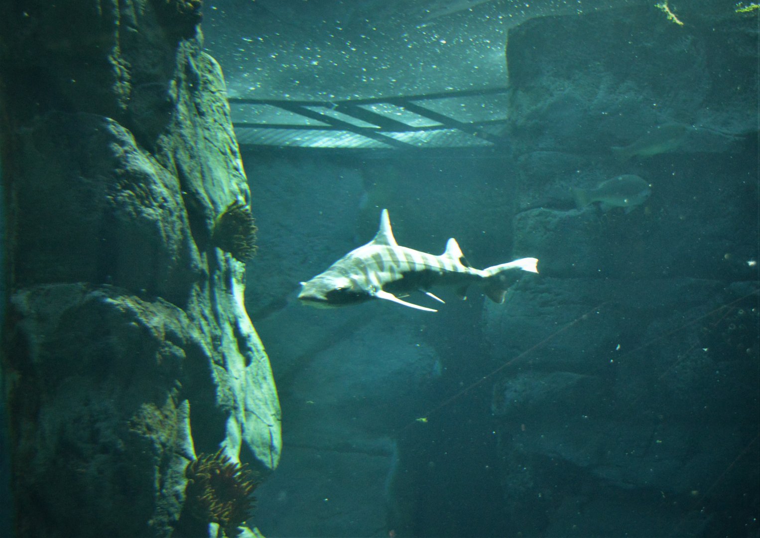 Leopard Shark