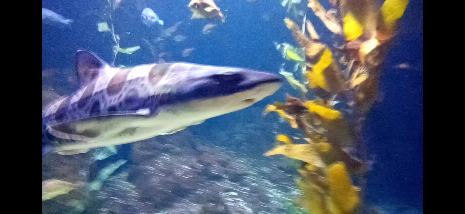 Leopard shark
