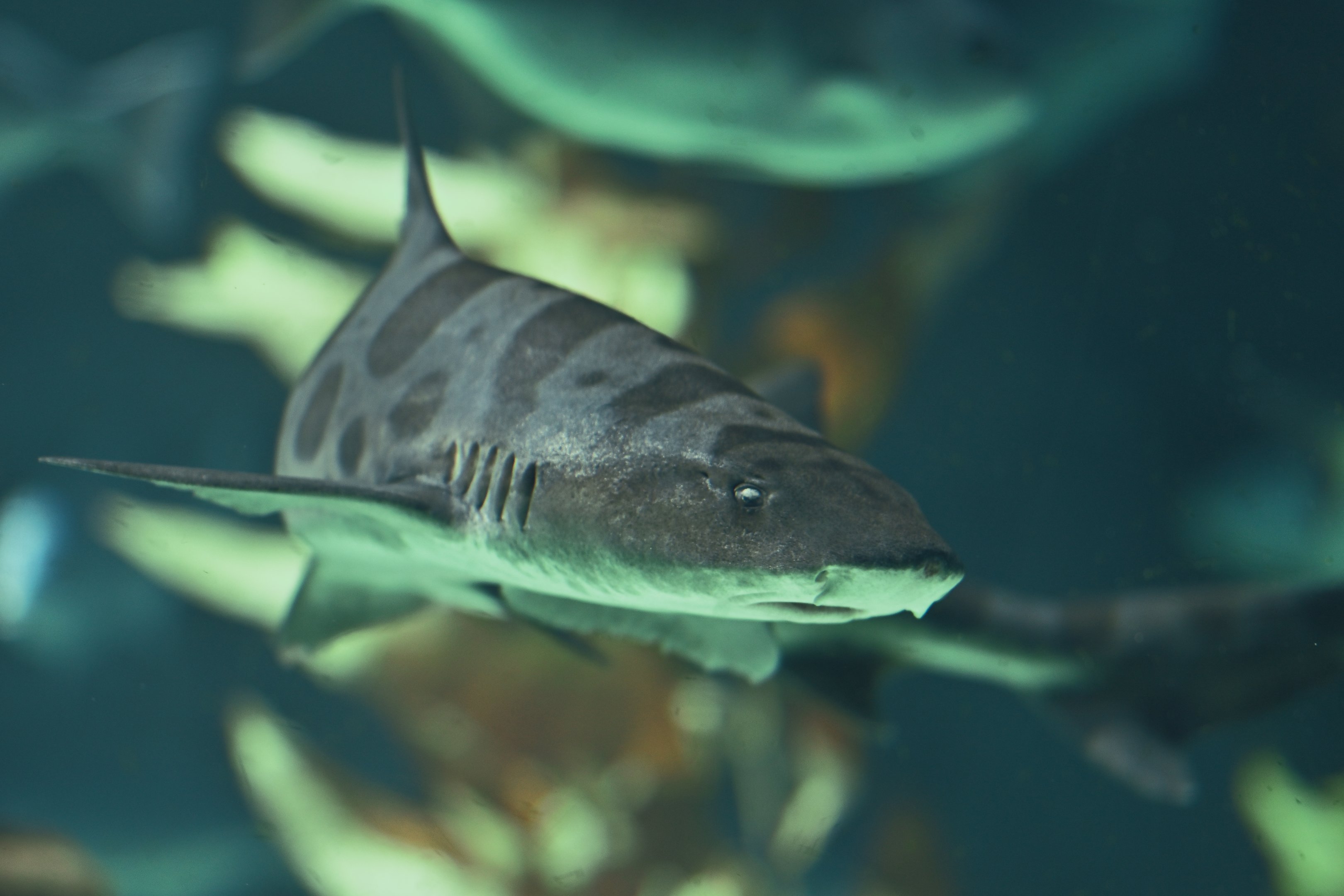 Leopard Shark