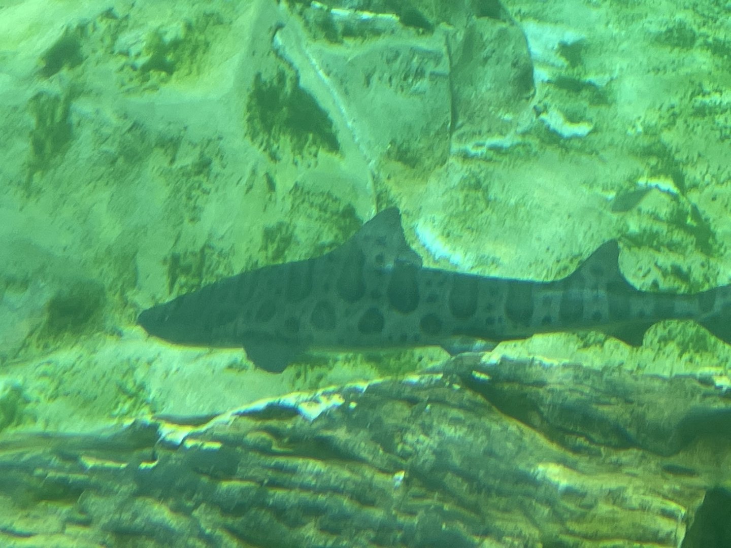 leopard shark