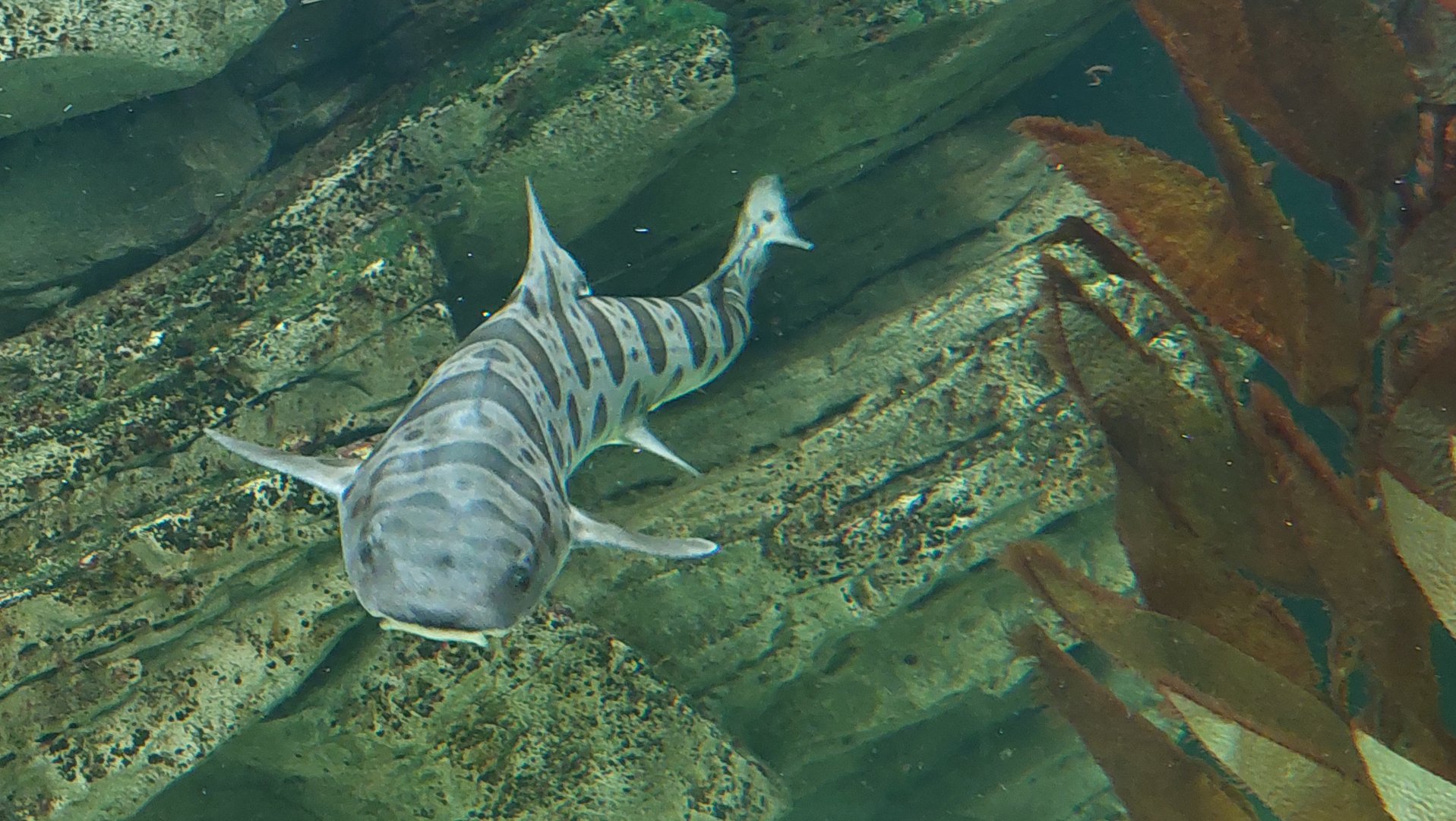Leopard Shark