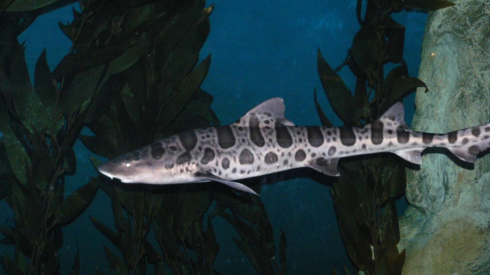 Leopard Shark