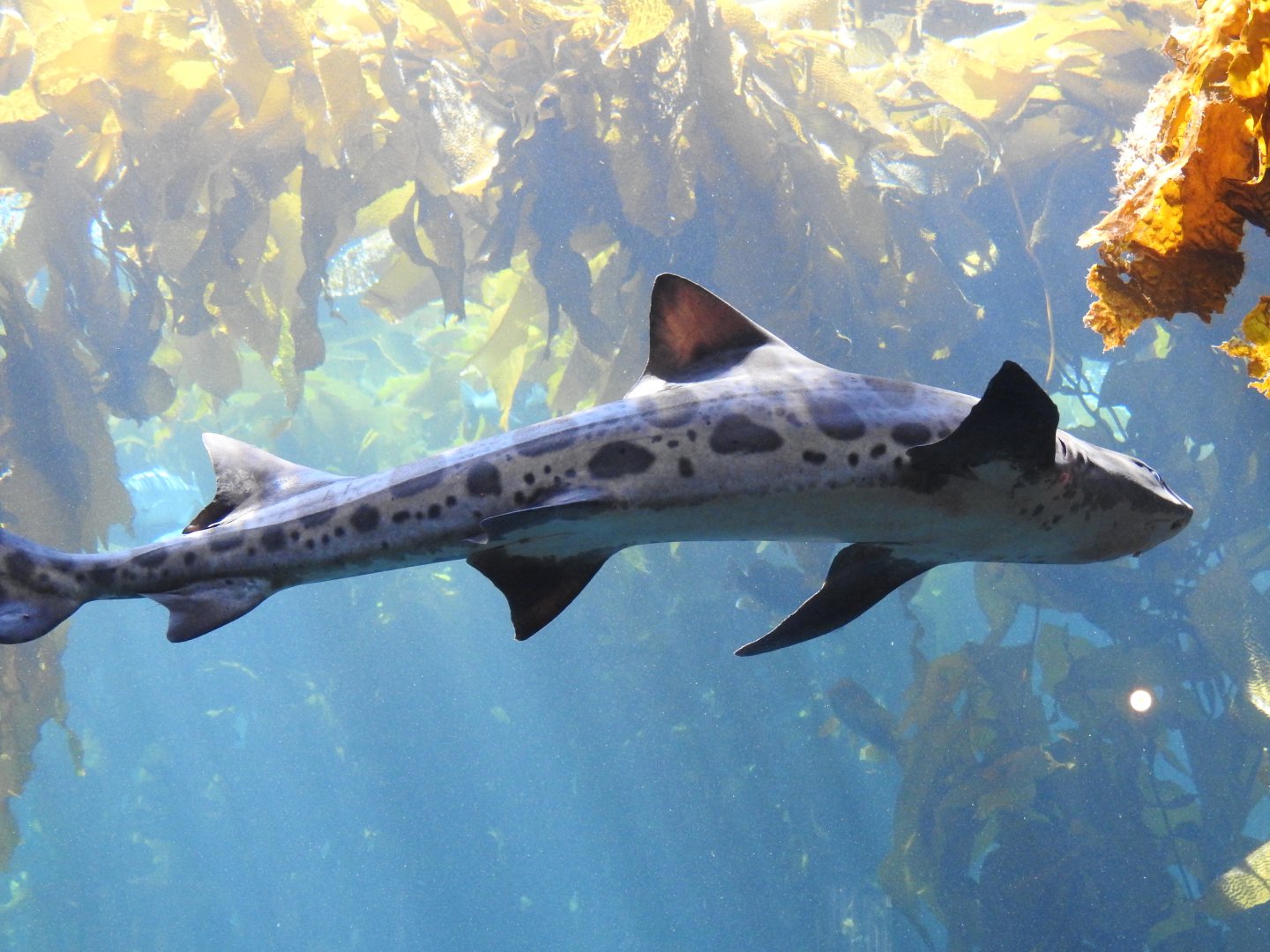 Leopard Shark