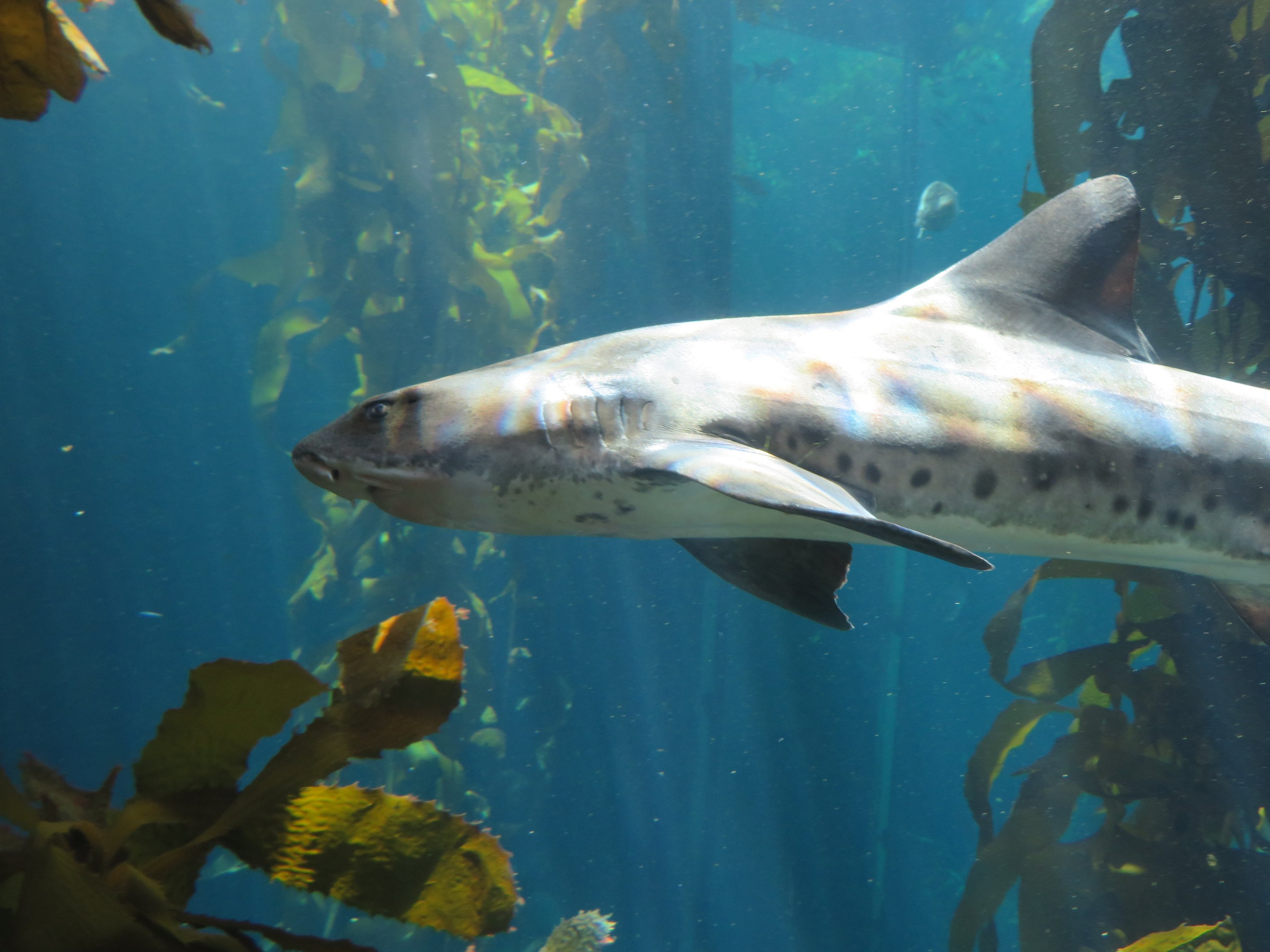 Leopard Shark