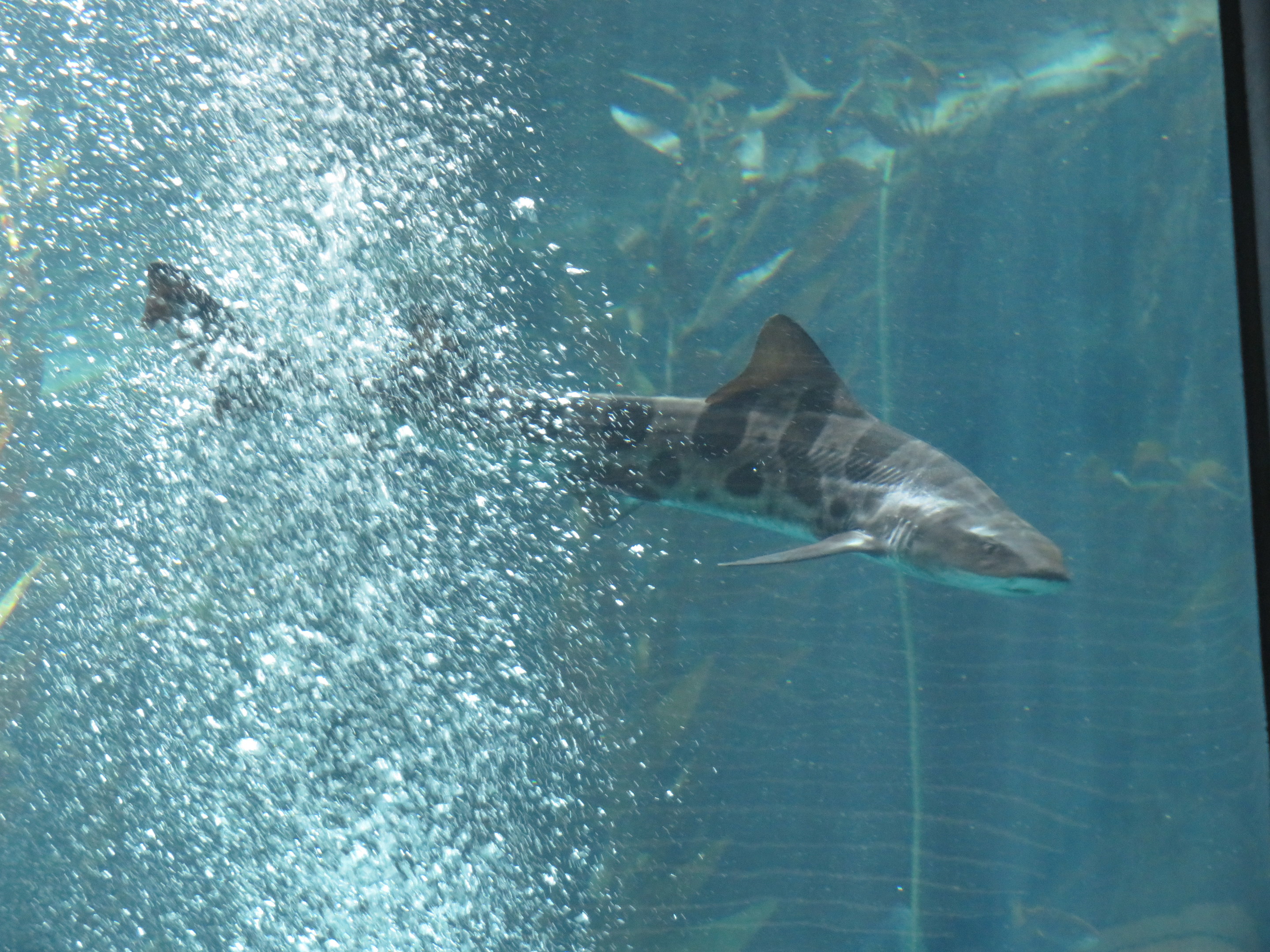 Leopard Shark