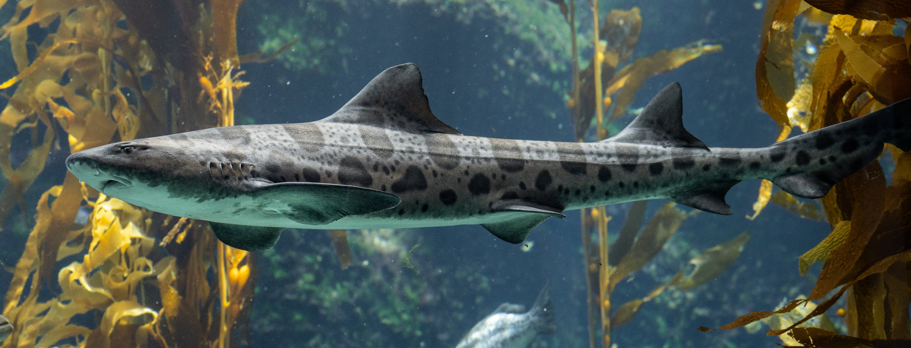 Leopard Shark