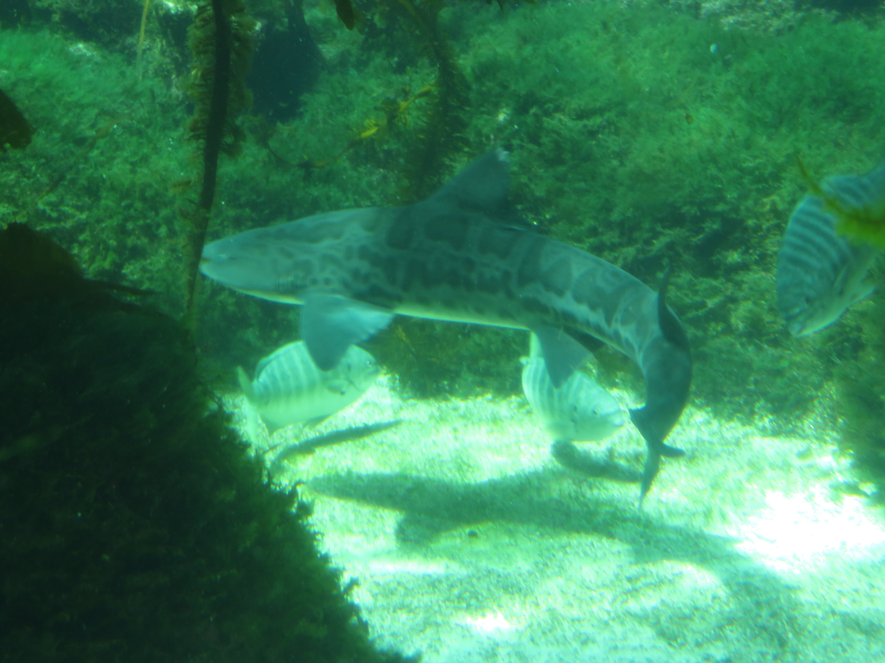 Leopard Shark