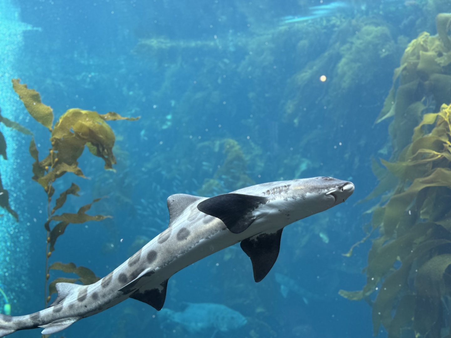 Leopard Shark