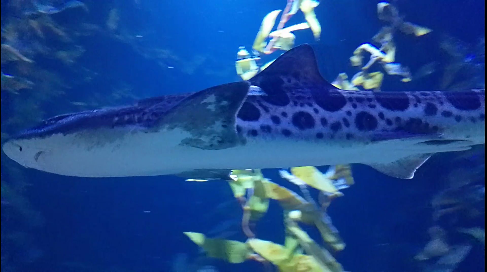 Leopard shark