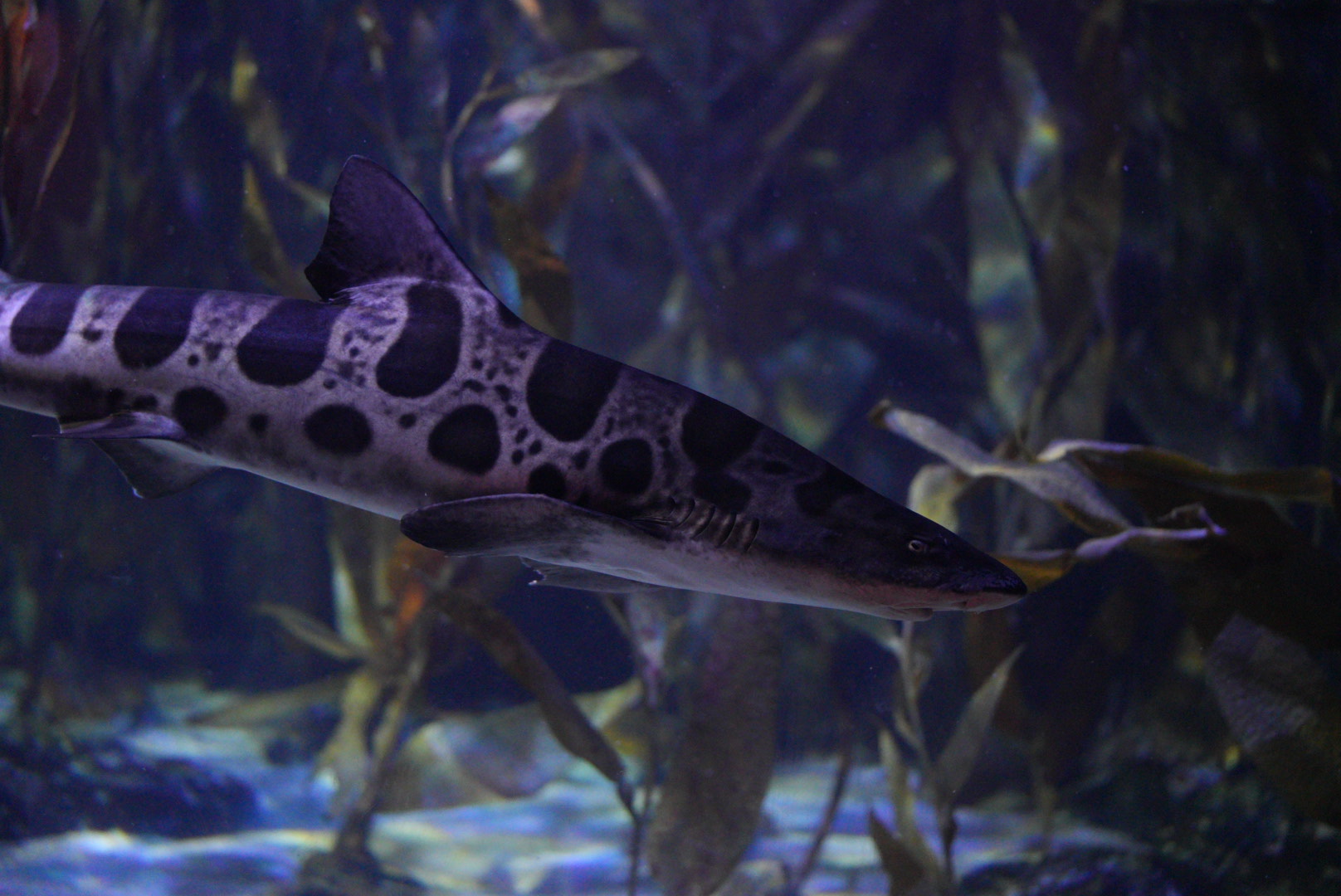 Leopard Shark