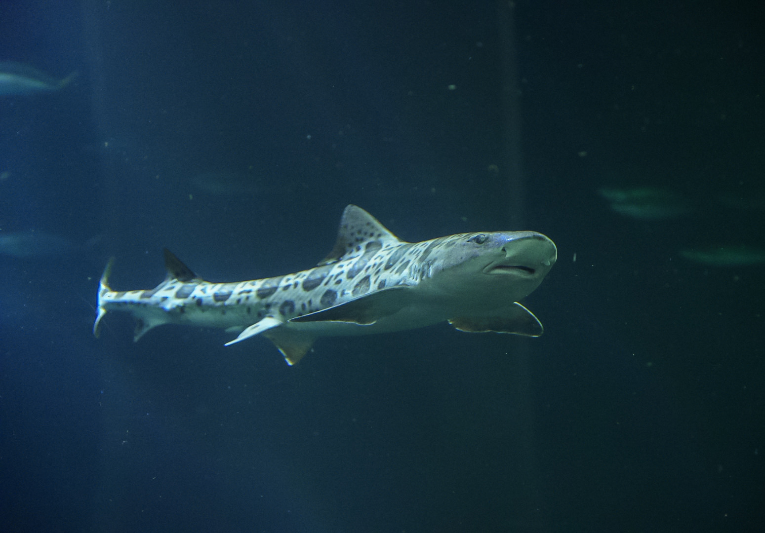 Leopard Shark