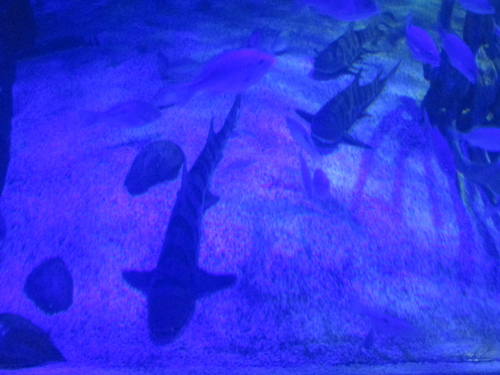 leopard sharks acuario inbursa