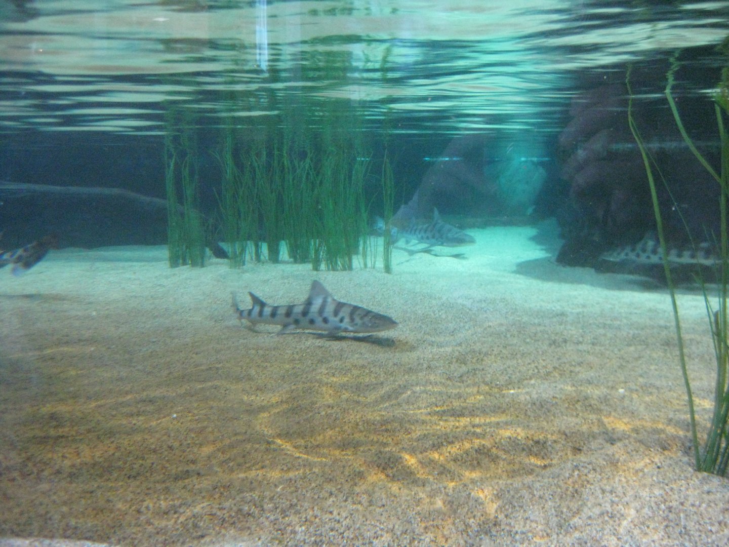 Leopard Sharks in Aviary