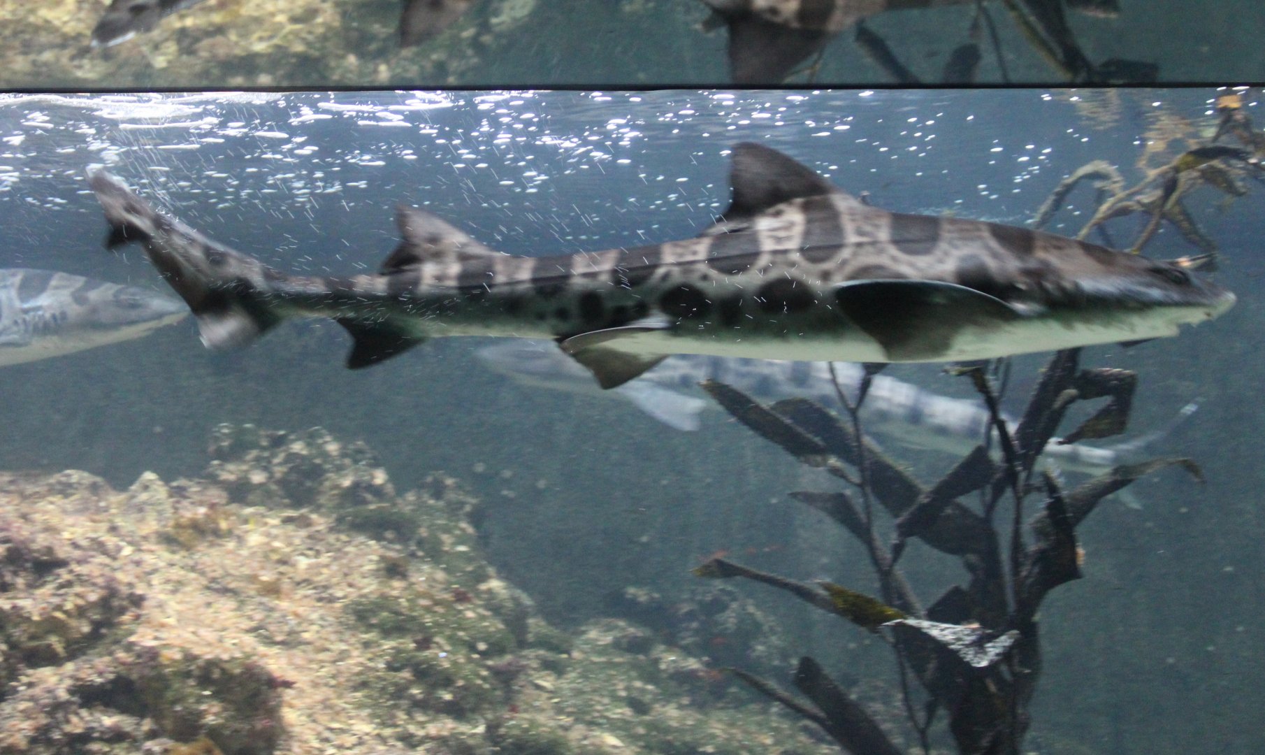 Leopard sharks - Triakis semifasciata