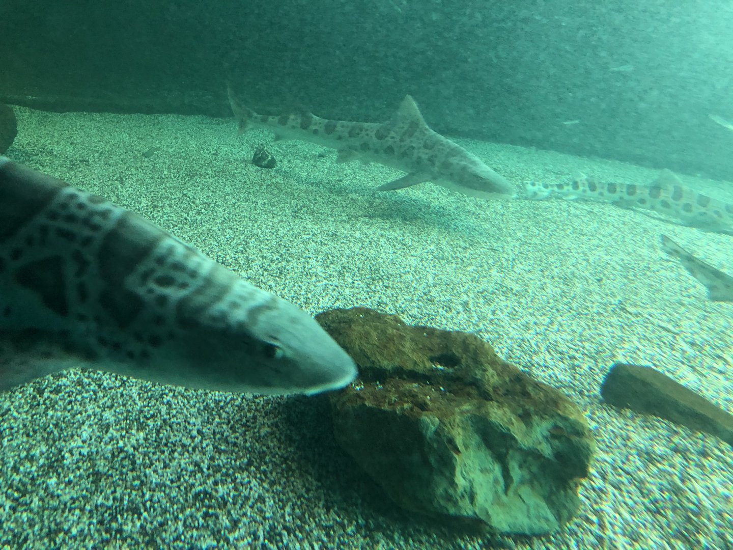 Leopard sharks