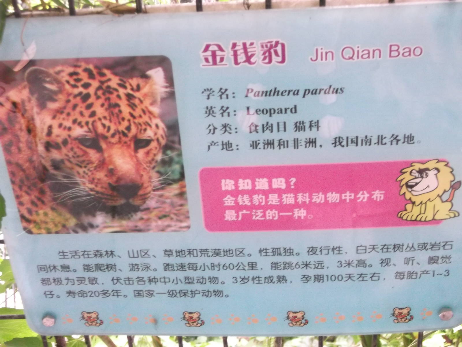 Leopard sign
