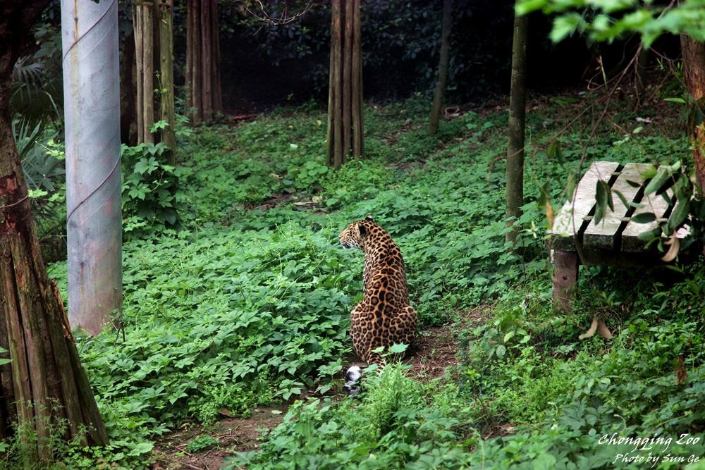 Leopard sitting in the trail