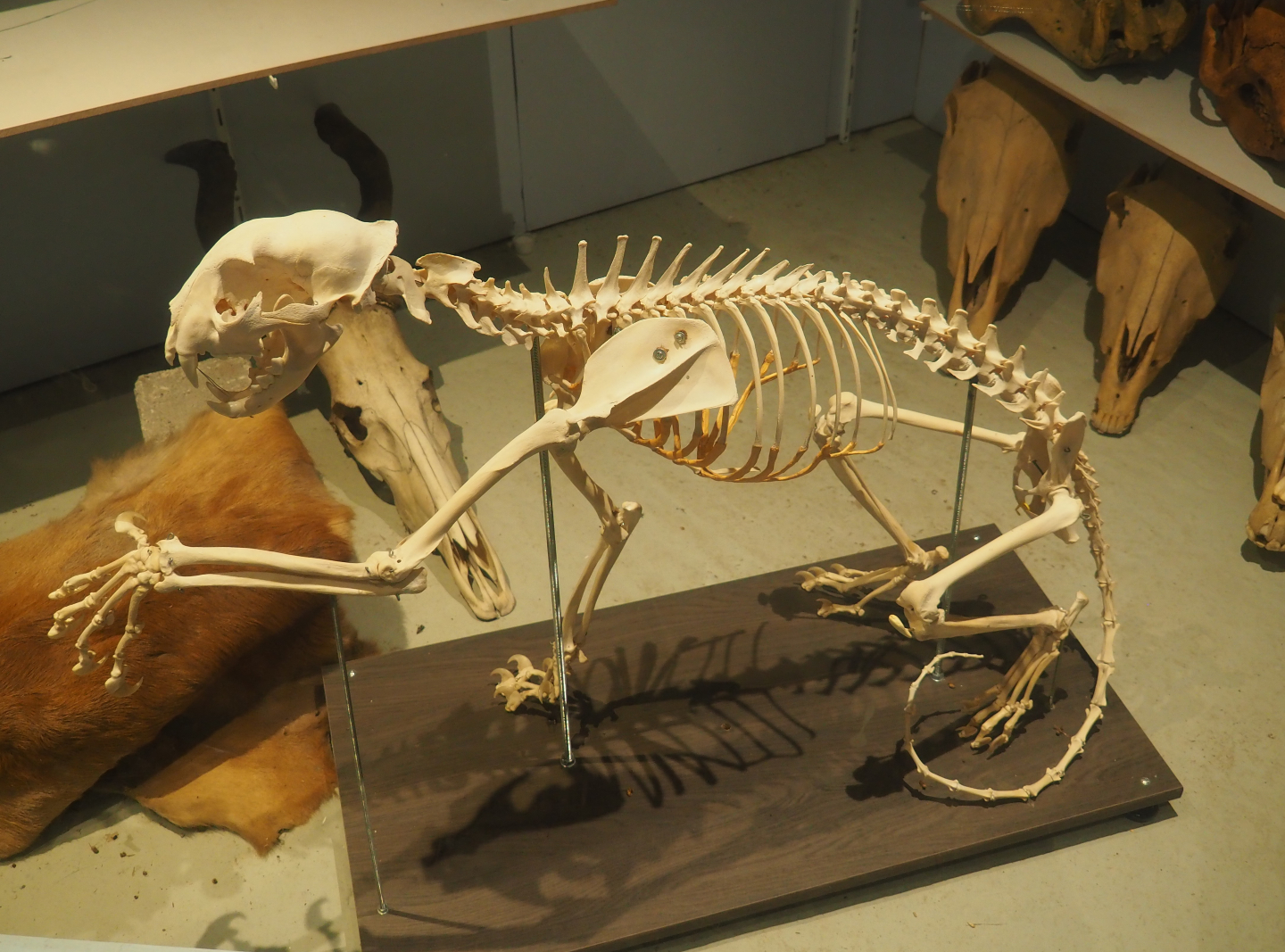 Leopard skeleton (Panthera pardus), 2019-08-04