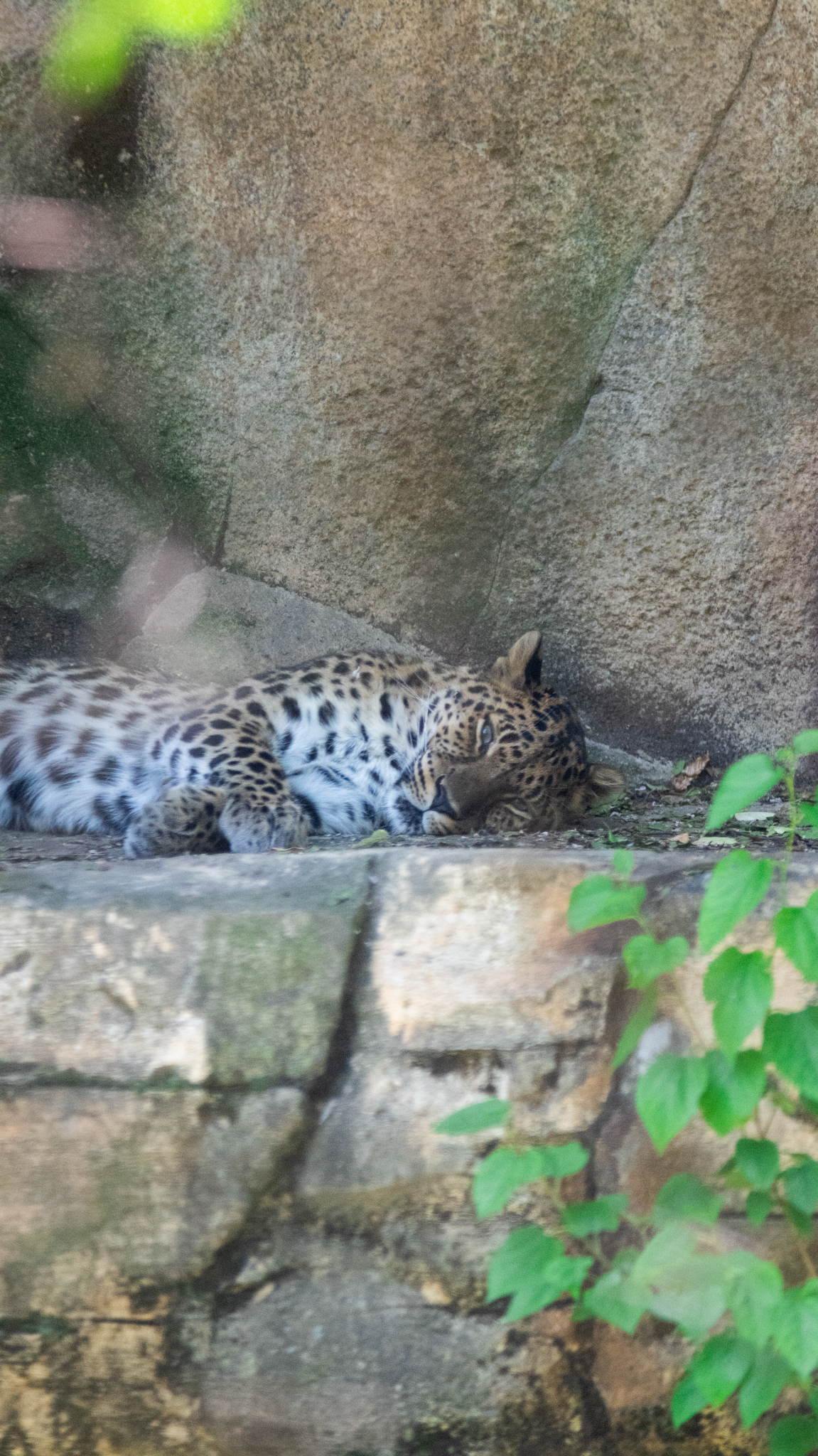 leopard  sleeping