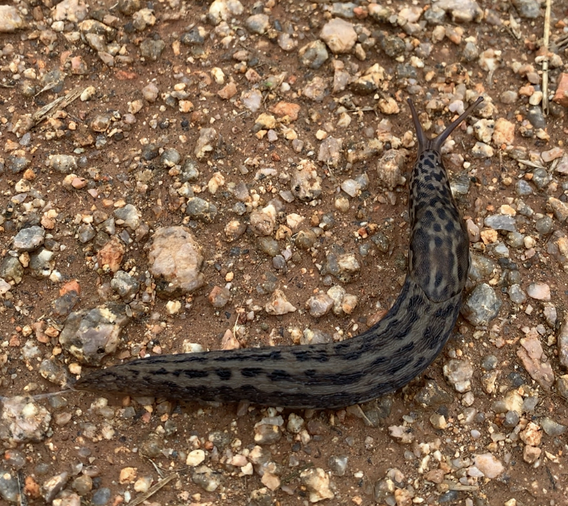 Leopard Slug (Limax maximus)