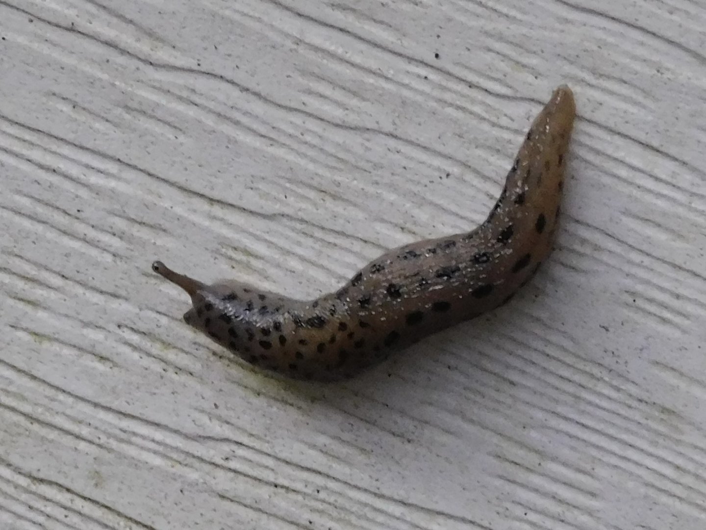 Leopard slug