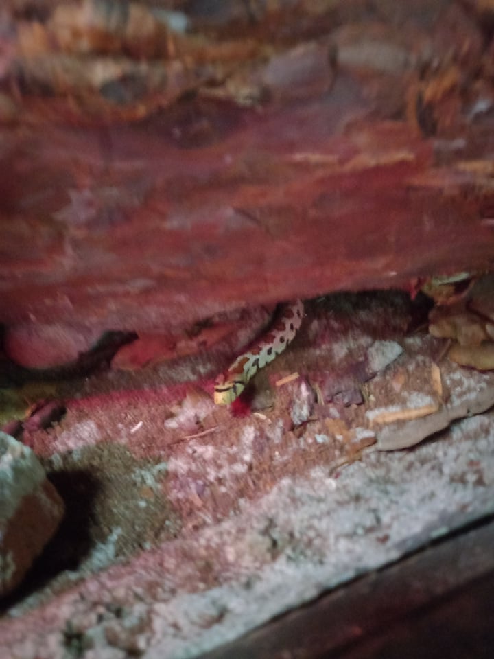 Leopard Snake, 03/02/22