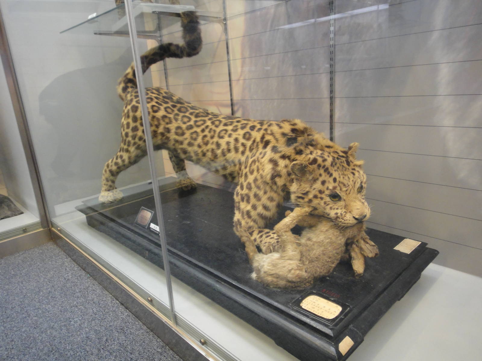 Leopard Specimens made in 1905