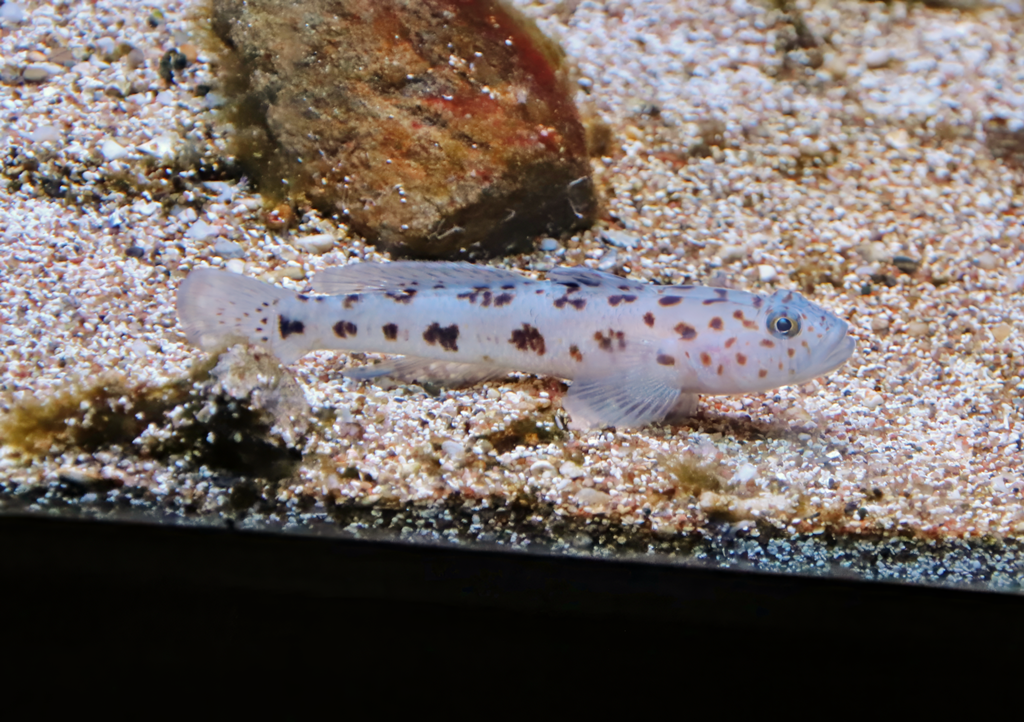 Leopard-spotted goby (Thorogobius ephippiatus)