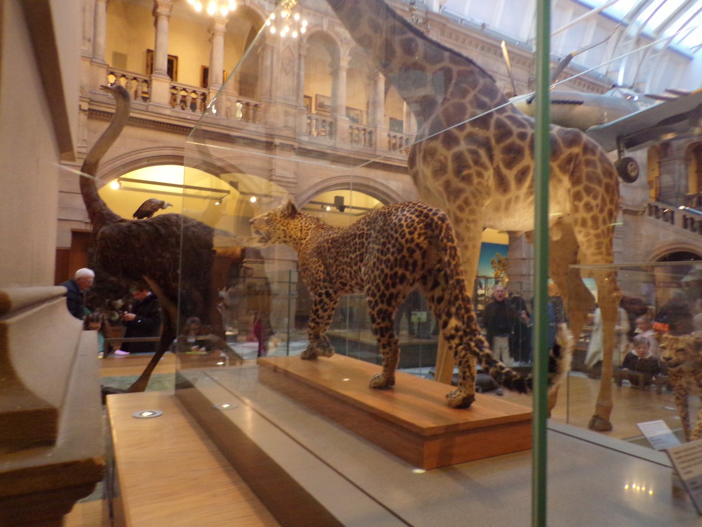 Leopard (taken at Kelvingrove museum) 12.2.24